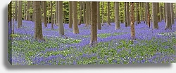 Постер Синие цветы в лесу
