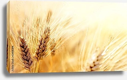 Постер Пшеничное поле 2