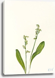 Постер Уолкотт Мари One-leaf Bog-orchid.