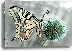 Постер Зимняя бабочка