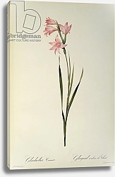 Постер Редюти Пьер Gladiolus Carneus, from `Les Liliacees', 1804