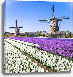 Постер Голландия. Поля тюльпанов с мельницами №2