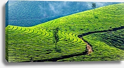 Постер Зеленые чайные плантации, Муннар, Керала, Индия