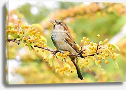 Постер Птица на ветке с желтыми ягодами