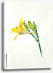 Постер Желтый акварельный цветок лилейника