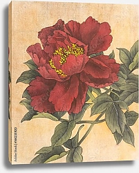 Постер Красный пион в ретро-стиле