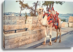 Постер Верблюд на дороге возле Старого города Иерусалима