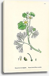 Постер Ranunculus Heterophyllus. Various Leaved Water-crowfoot. 1