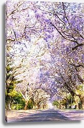 Постер Деревья Жакаранда рядом с просмоленной дорогой в Южной Африке