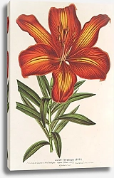 Постер Лемер Шарль Lilium formosum