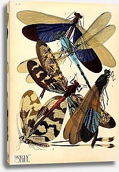 Постер Insects by E. A. Seguy №2