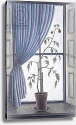 Постер Эдиналл Рут (совр) Plant in Window, 2003