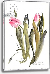 Постер Хатчинс Клаудия Tulips, 2003