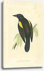 Постер Red-winged Starling 2