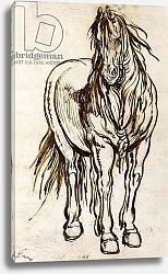 Постер Калло Жак Study of a Horse,