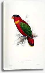 Постер Parrots by E.Lear  #34