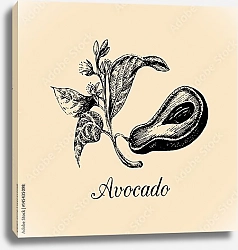 Постер Иллюстрация с авокадо