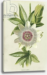 Постер Хулм Фредерик (бот) Passion Flower