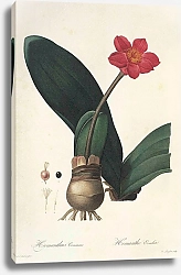 Постер Haemanthus coccineus L