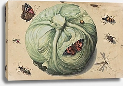 Постер Неизвестен Head of Cabbage with Insects