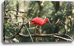 Постер Красная экзотическая птица на ветке