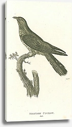 Постер Solitary Cuckow, male 1