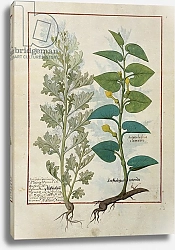 Постер Тестард Робинет (бот) Ms Fr. Fv VI #1 fol.120v Illustration from 'The Book of Simple Medicines'
