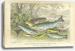 Постер Salmon, Gilse of Young Salmon, Salmon Trout, Great Lake Trout, Lake Trout, River Trout, Parr