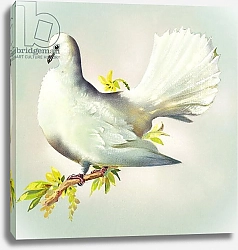 Постер Иллос Берт Fantail Dove