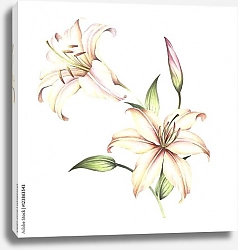 Постер Акварельные белые лилии