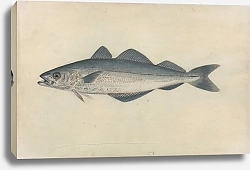 Постер Сауэрби Джеймс Coal Fish