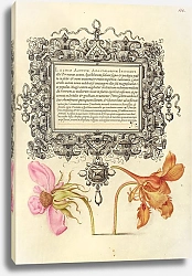 Постер Хофнагель Йорис French Rose and Dwarf Nasturtium