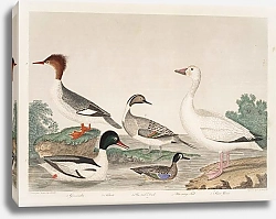 Постер Птицы Америки Уилсона 69