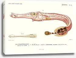 Постер Рыба-флейта (Aulostoma maculatum )