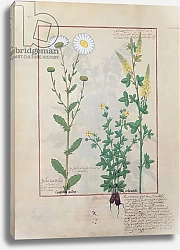 Постер Тестард Робинет (бот) Ms Fr. Fv VI #1 fol.134v Illustration from 'The Book of Simple Medicines'