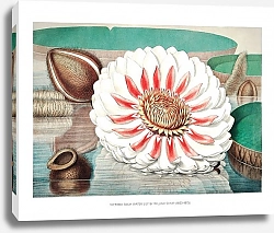 Постер Гигантская водяная лилия (Victoria Regia) в полном расцвете