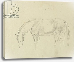 Постер Гилпин Соури (лошади) A horse grazing