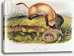 Постер Ауборн Джеймс (птицы) Black-footed Ferret from Quadrupeds of North America