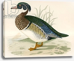 Постер Моррис (акв, птицы) Summer Duck