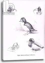 Постер Торнбурн Арчибальд (Бриджман) Tufted Ducks, Mallards, Barrows Goldeneye, 1938