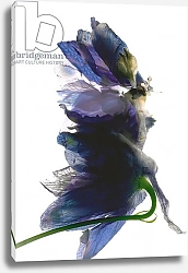 Постер МакЛемор Юлия (совр) Delphinium Dance, 2009,
