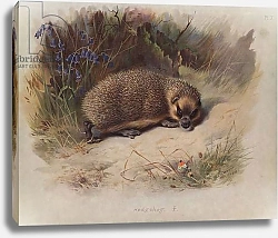Постер Торнбурн Арчибальд (Бриджман) Hedgehog
