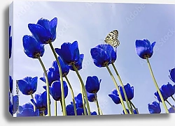 Постер Бабочка на синих тюльпанах