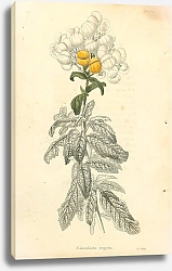 Постер Calceolaria Rugosa 2