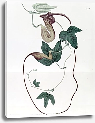 Постер Эдвардс Сиденем Livid-flowered Birthwort