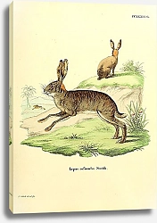 Постер Зайцы Lepus rufinucha