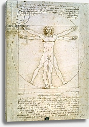 Постер Леонардо да Винчи (Leonardo da Vinci) The Proportions of the human figure, c.1492