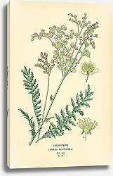 Постер Dropwort (Spiraea Filipendula)