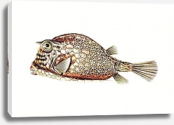 Постер Vintage fish illustration