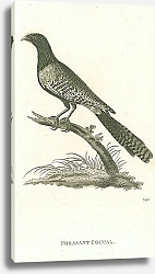 Постер Pheasant Coucal 1